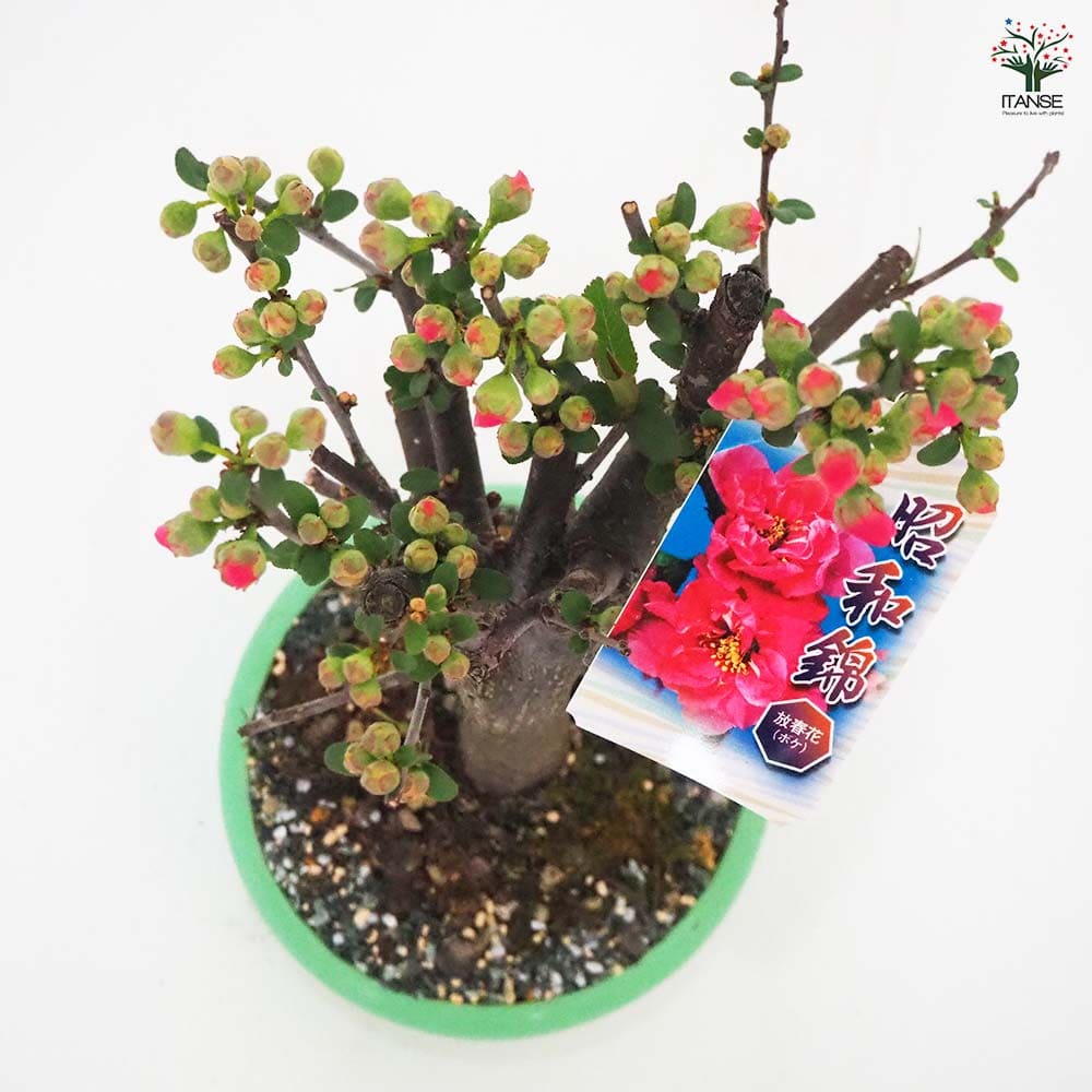 ボケ 昭和錦 【花木苗 4号／1個売り】｜ 【植物のITANSE】全品