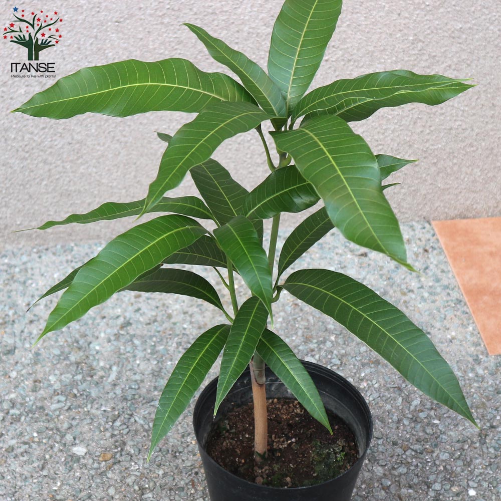 riko 様用5000円値下すみ➂紅キンコウマンゴー 特選接木苗 大玉紅品種