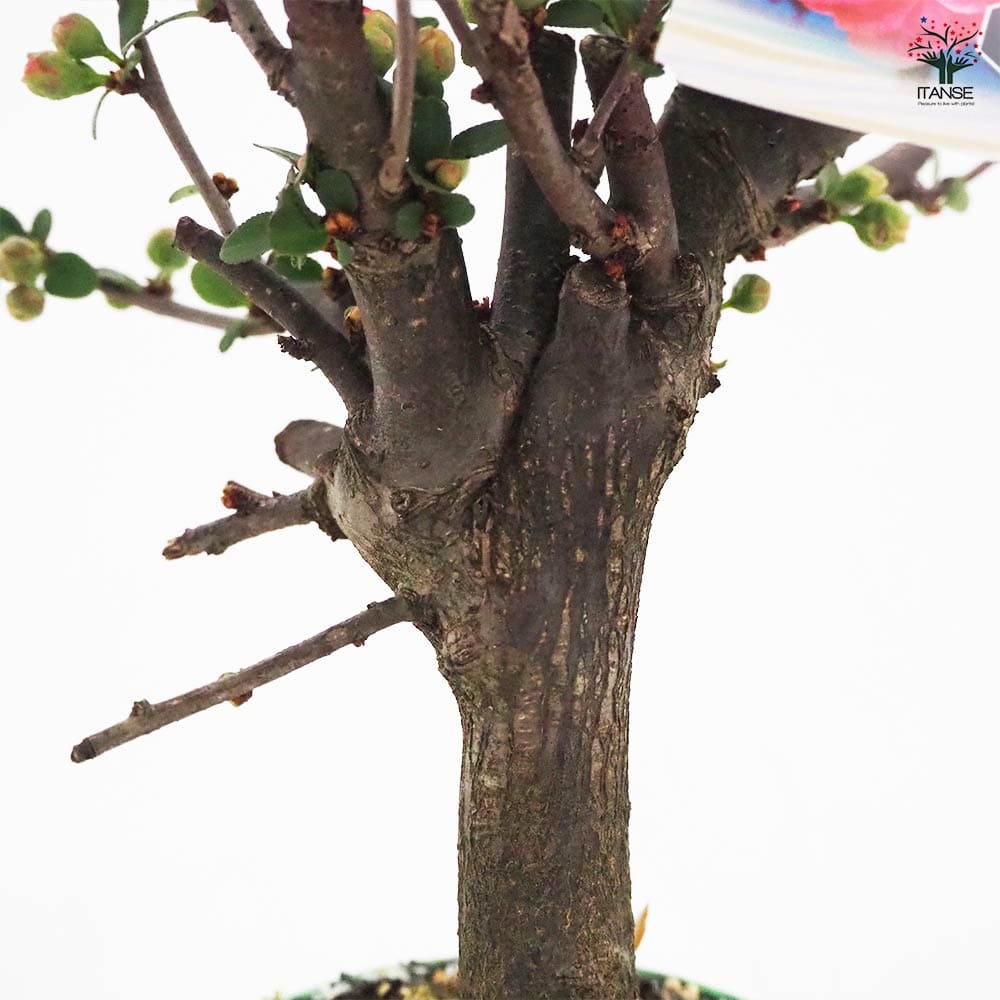 ボケ 昭和錦 【花木苗 4号／1個売り】｜ 【植物のITANSE】全品