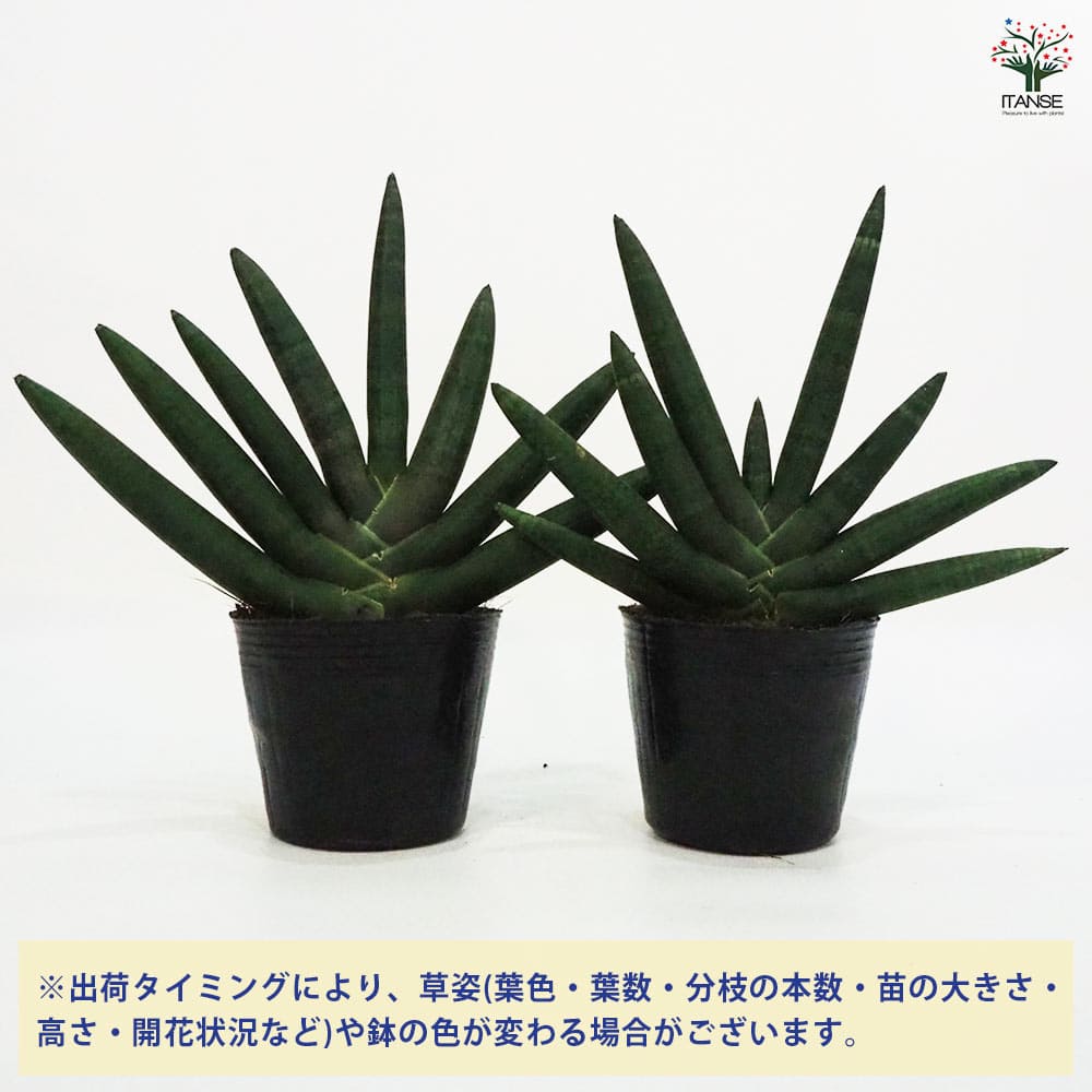 【ボンセレンシス】サンスベリア BON12 　観葉植物 ボンセレンシス】サンスベリア BON12 観葉植物 観葉植物
