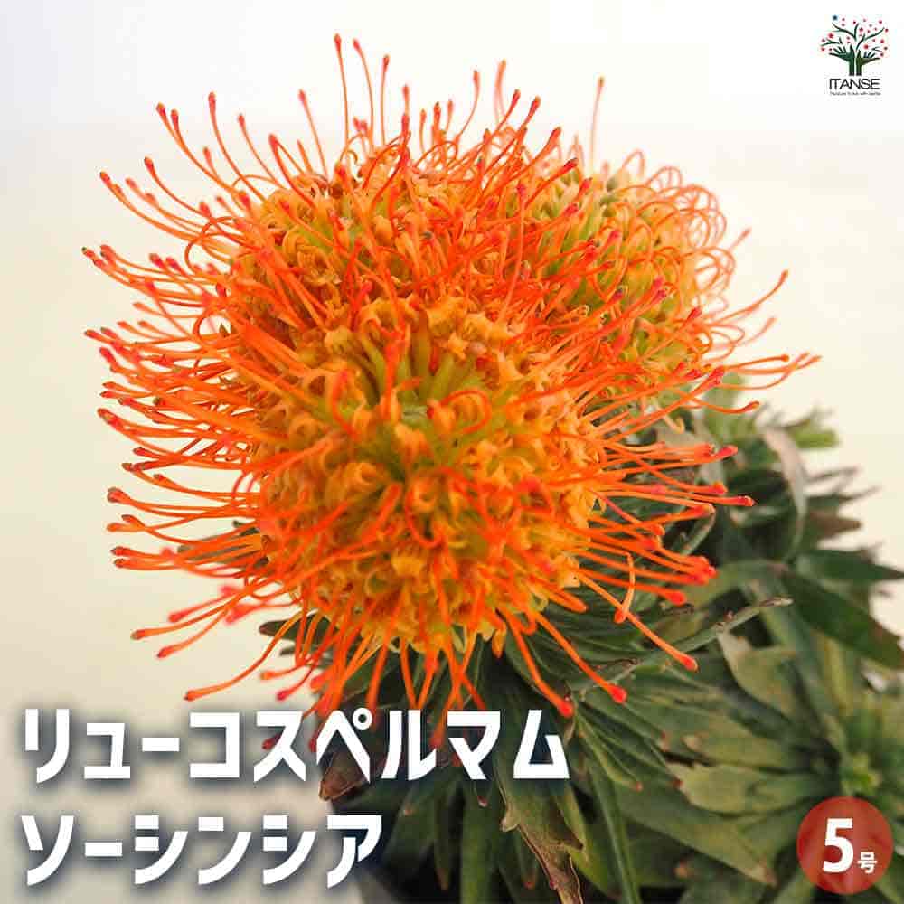 リューコスペルマム ソーシンシア 【花木苗 5号／1個売り】｜ 【植物の