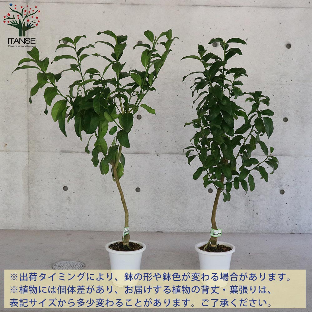 レモンの苗木 璃の香(りのか)【果樹の苗木 6号ポット 接木苗／1個売り
