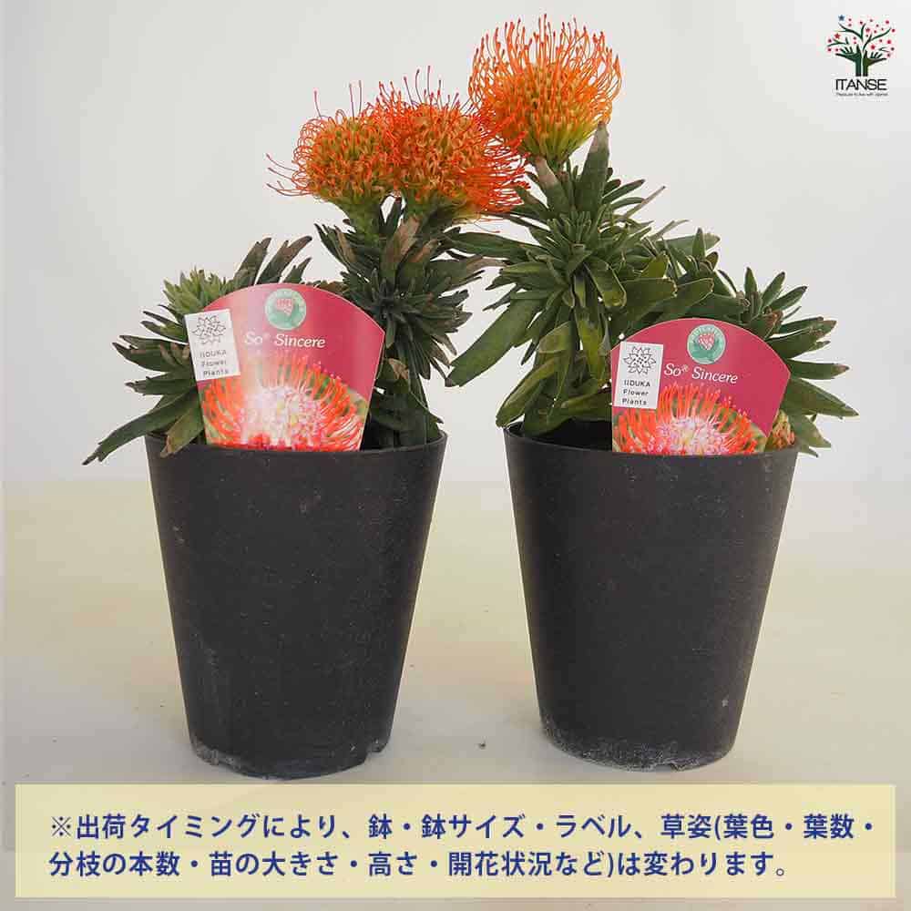 リューコスペルマム ソーシンシア 【花木苗 5号／1個売り】｜ 【植物の
