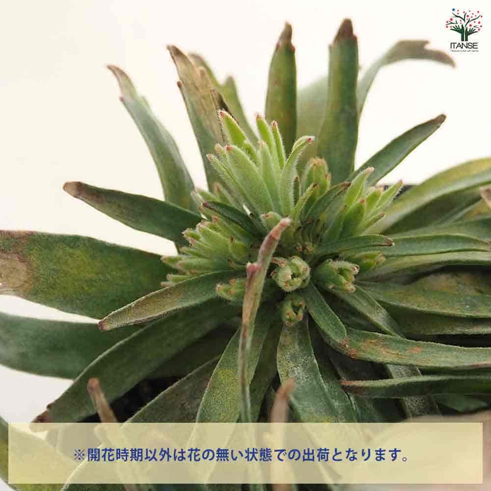 リューコスペルマム ソーシンシア 【花木苗 5号／1個売り】｜ 【植物の