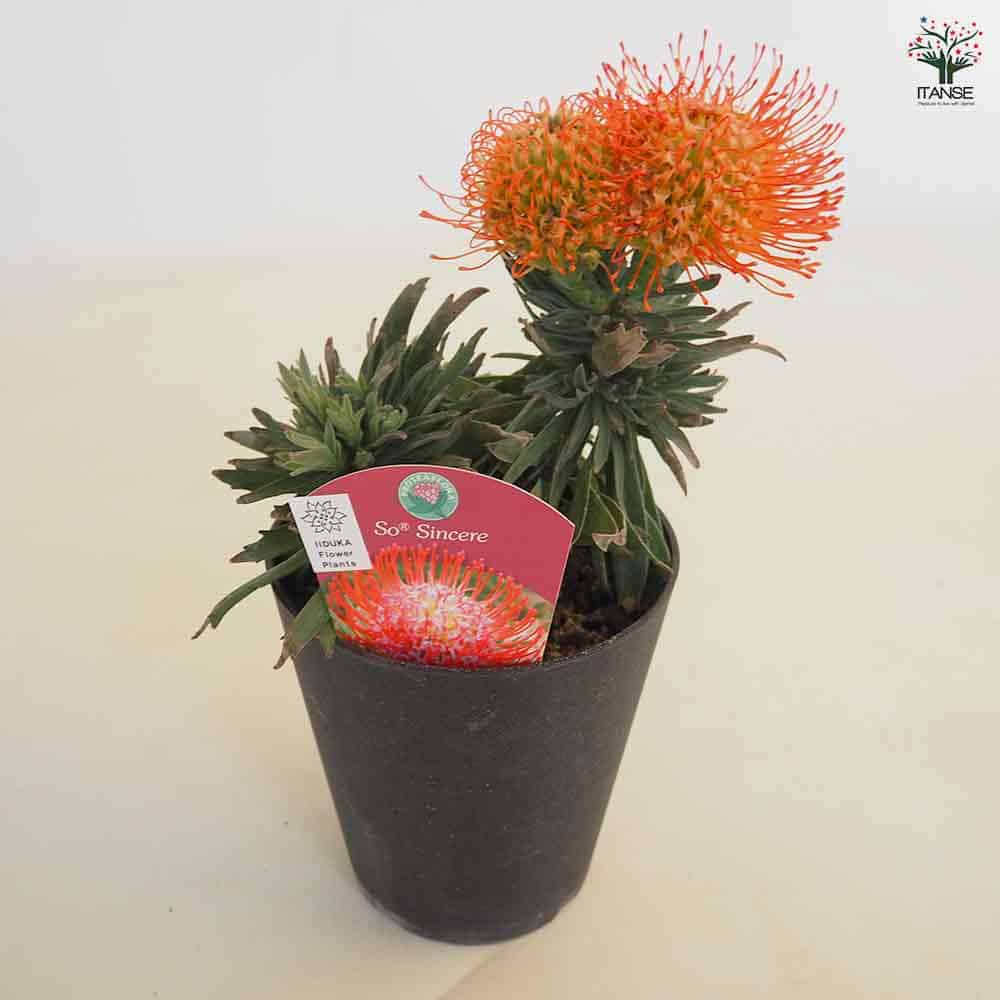 リューコスペルマム ソーシンシア 【花木苗 5号／1個売り】｜ 【植物の