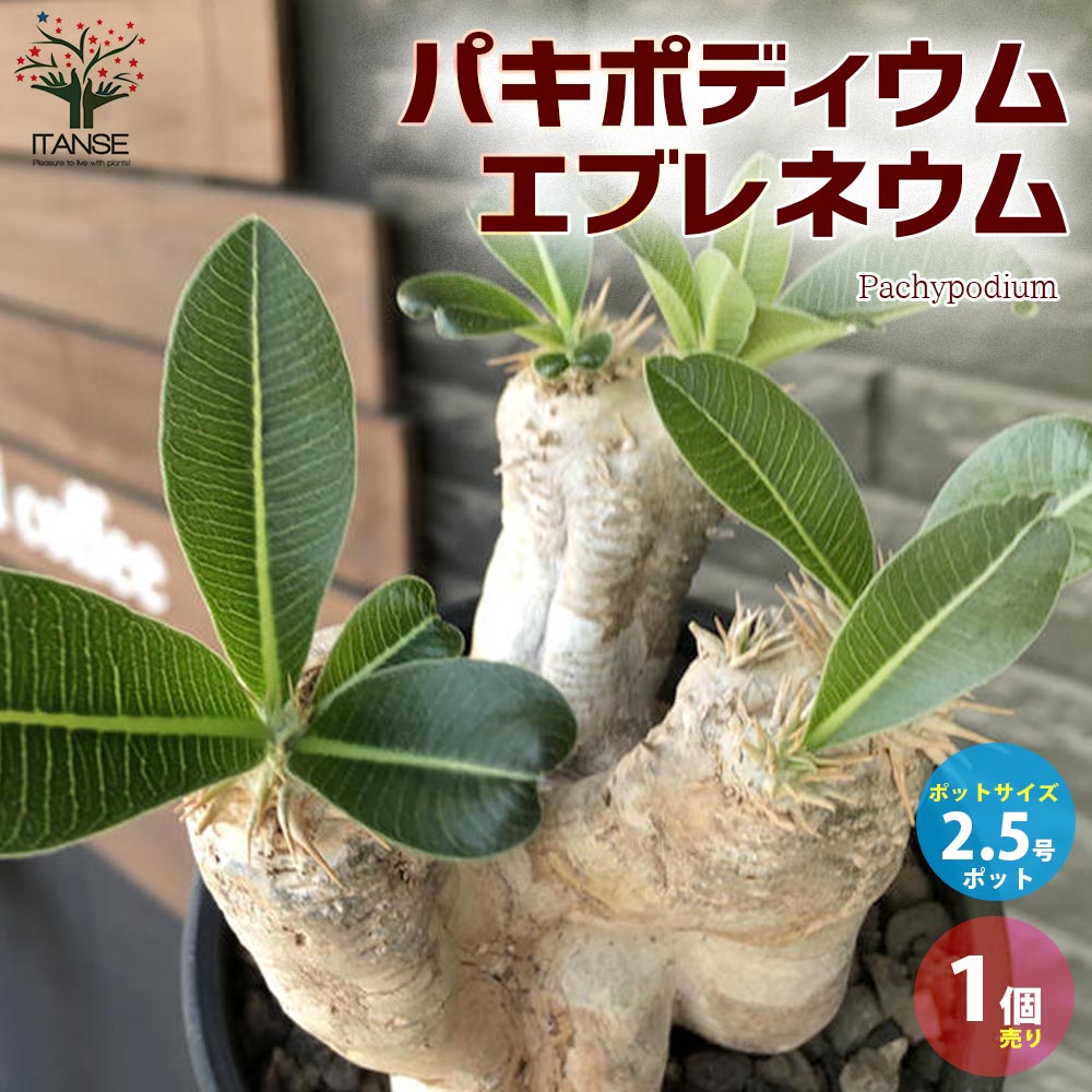パキポディウム エブレネウム【観葉植物 2.5号ミニサイズ 塊根植物