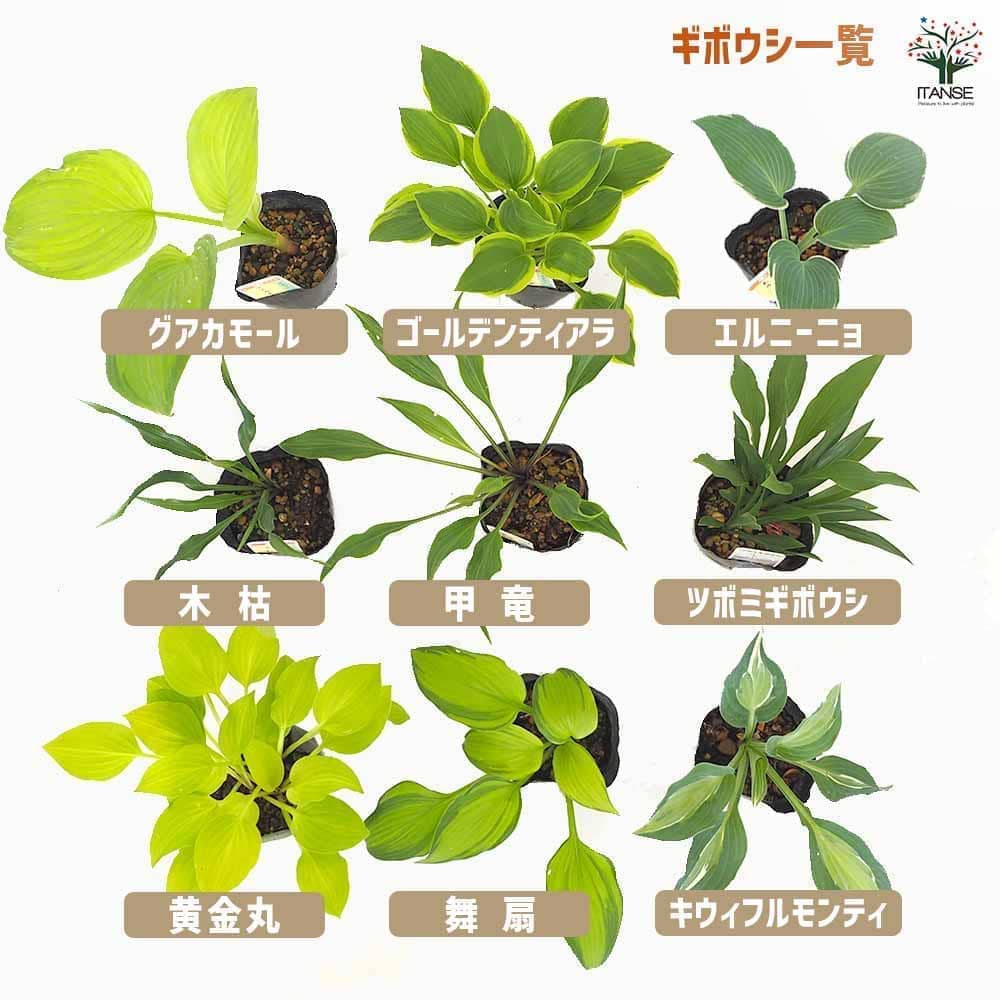 ホスタ(ギボウシ) 銀河 【花苗 3号】