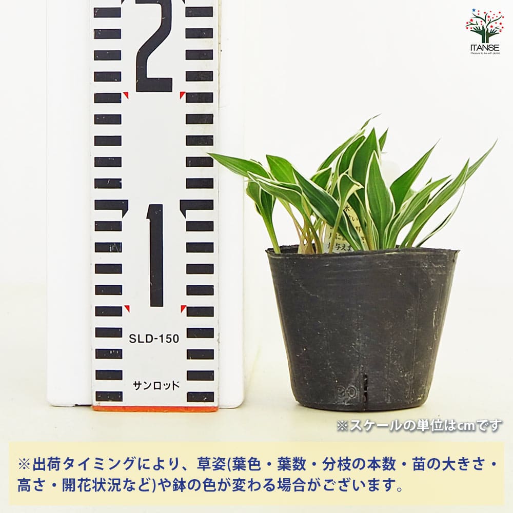 ホスタ(ギボウシ) 銀河 【花苗 3号】