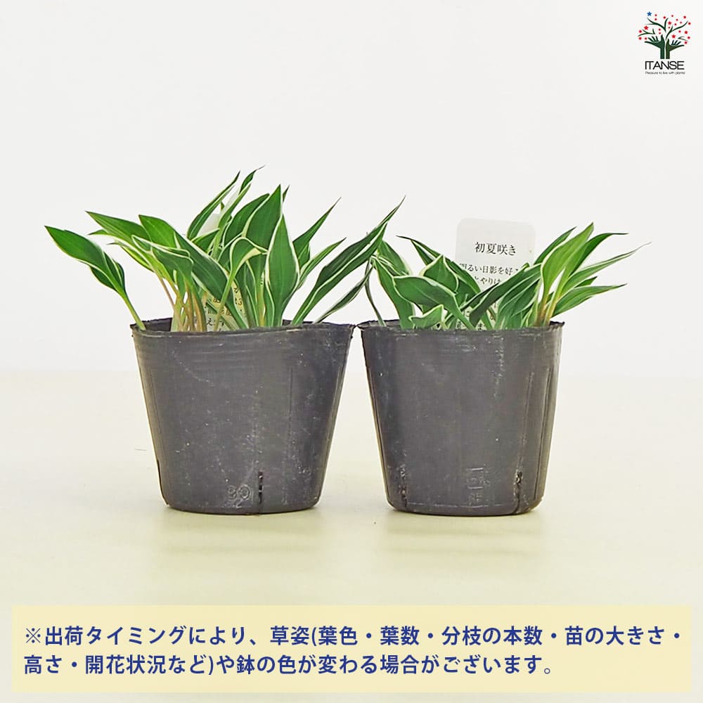 ホスタ(ギボウシ) 銀河 【花苗 3号】
