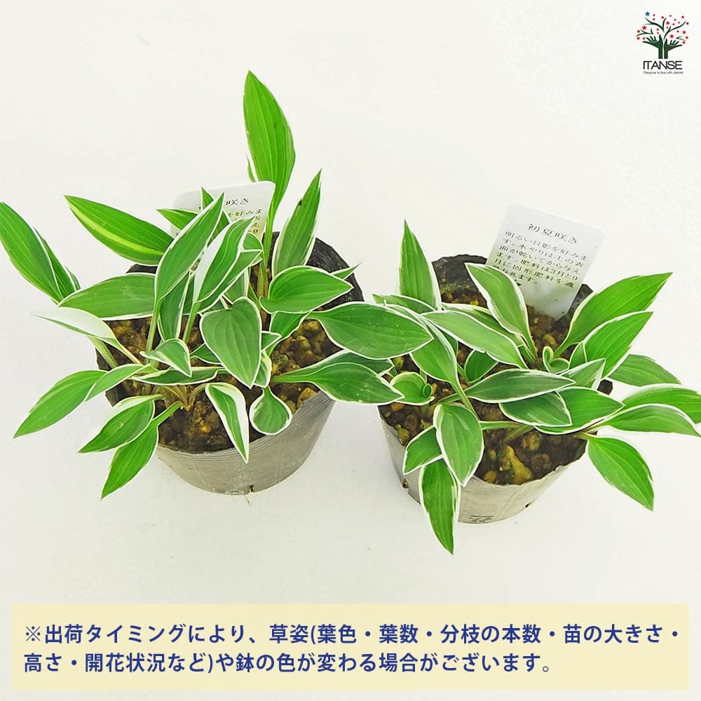 ホスタ(ギボウシ) 銀河 【花苗 3号】