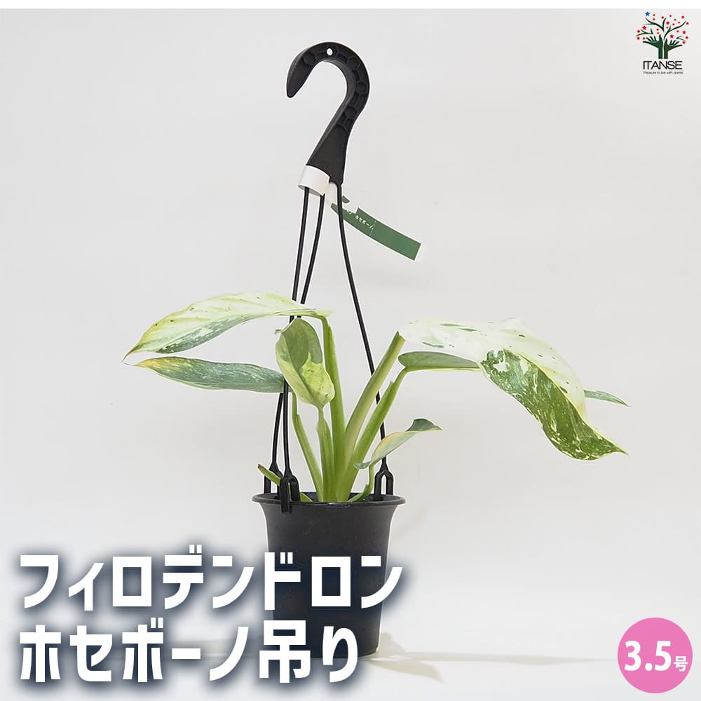 フィロデンドロン ホセボーノ吊り 【観葉植物 3.5号】｜ 【植物の