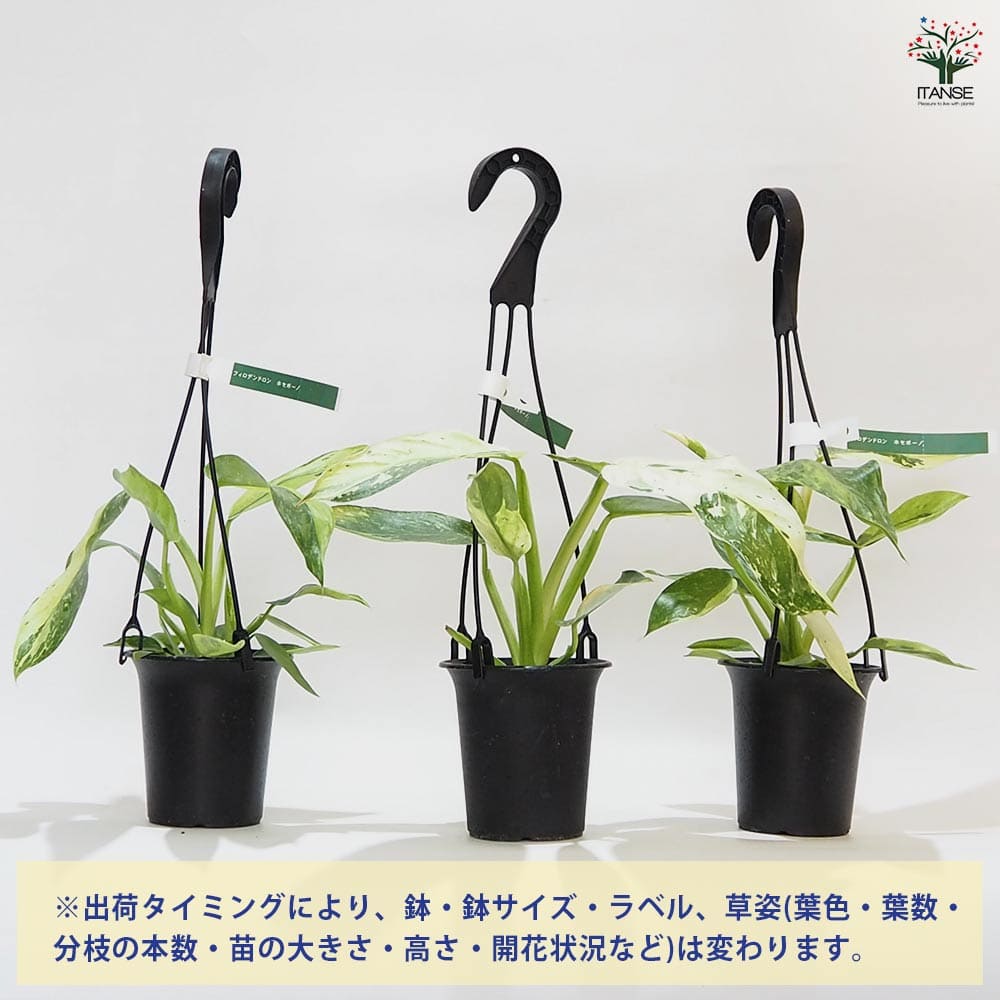 フィロデンドロン ホセボーノ吊り 【観葉植物 3.5号】｜ 【植物の