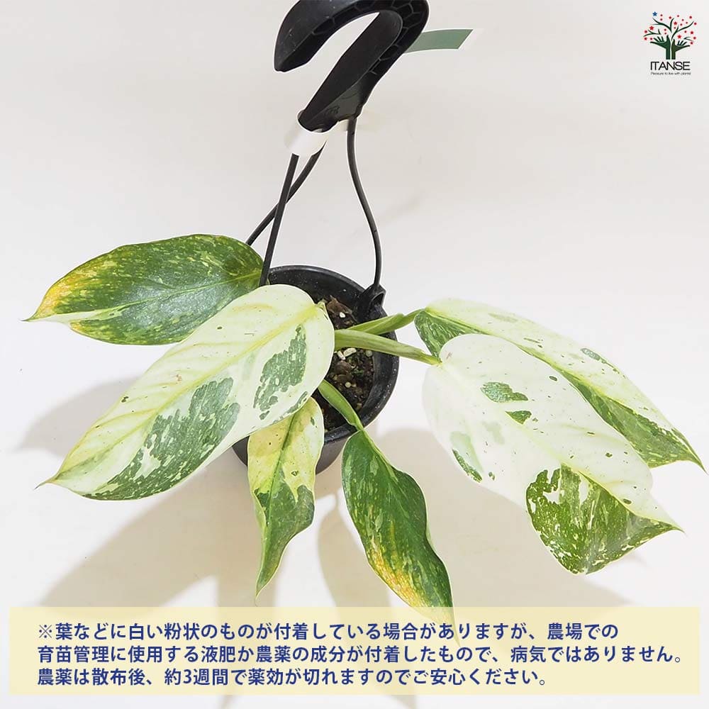 フィロデンドロン ホセボーノ吊り 【観葉植物 3.5号】｜ 【植物の
