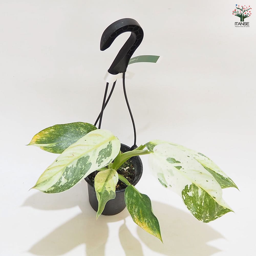 フィロデンドロン ホセボーノ吊り 【観葉植物 3.5号】