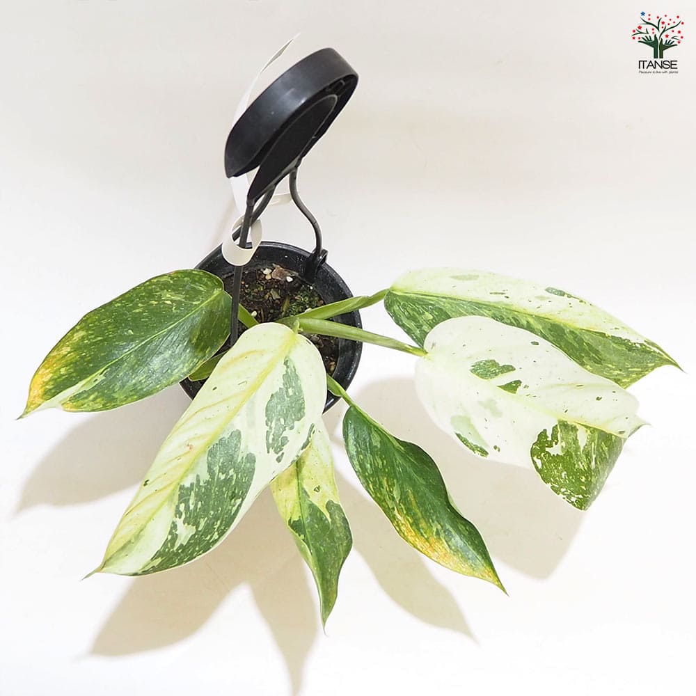 フィロデンドロン ホセボーノ吊り 【観葉植物 3.5号】