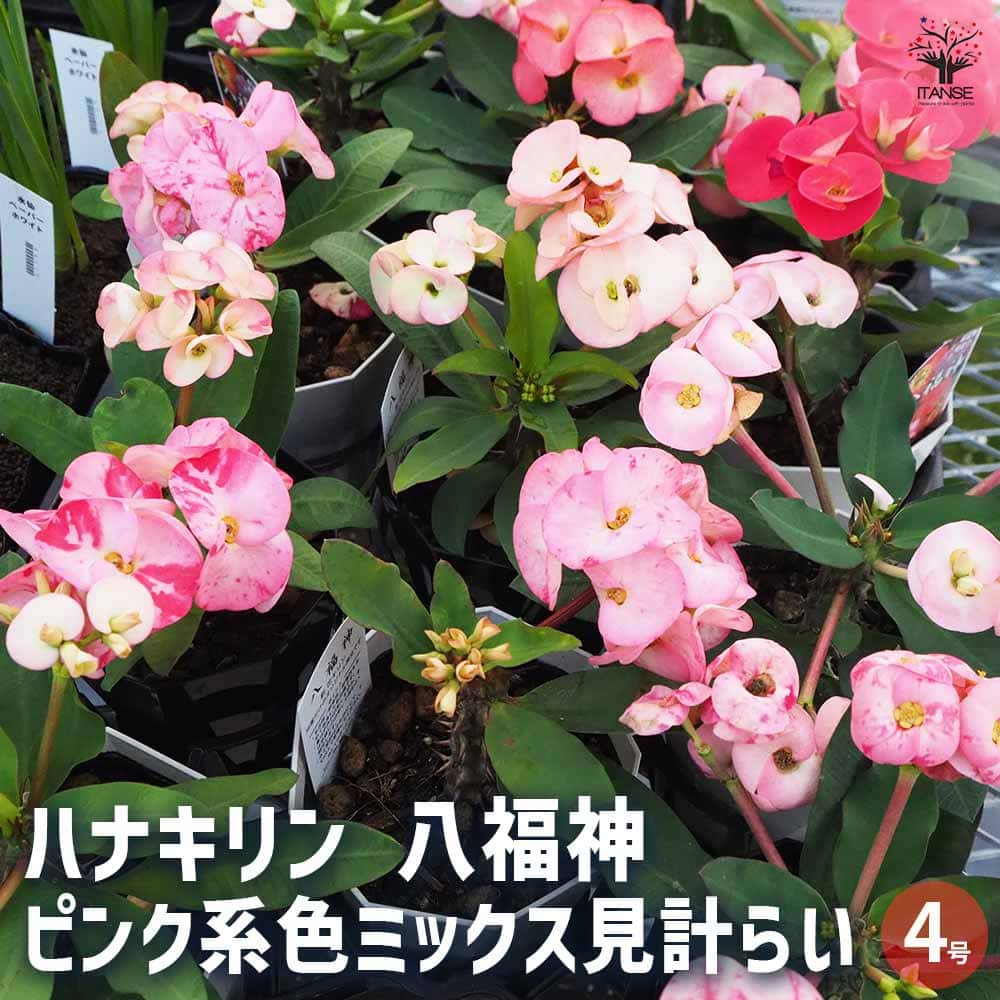 ハナキリン 八福神 ピンク系色mix 【多肉植物 4号】｜ 【植物の