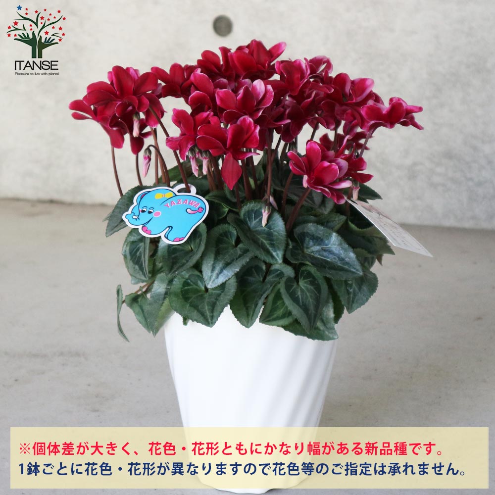 八重咲きシクラメン フェアリーピコ 濃赤【花苗 5号／1個売り