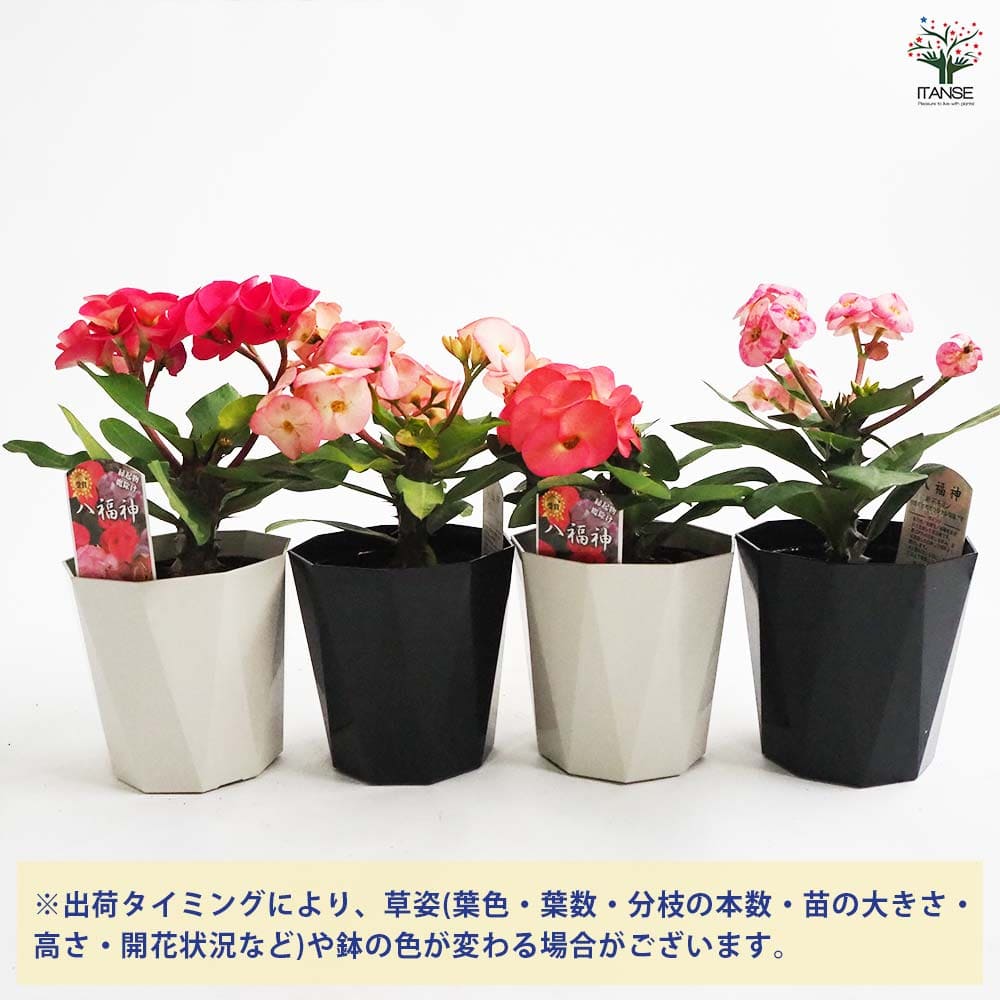 ハナキリン 八福神 ピンク系色mix 【多肉植物 4号】｜ 【植物の