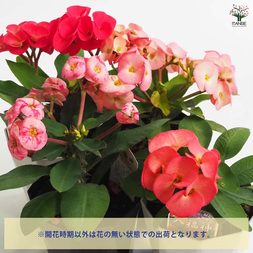 ハナキリン 八福神 ピンク系色mix 【多肉植物 4号】｜ 【植物の