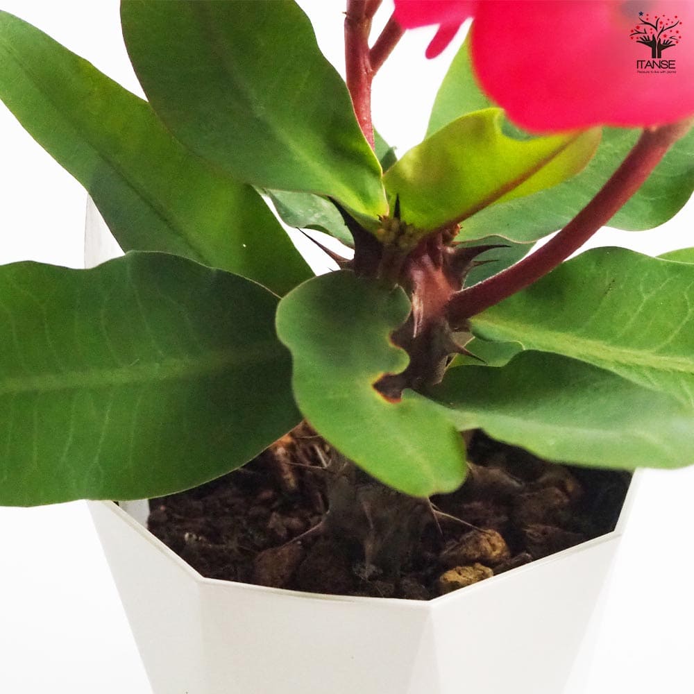 八福神　ピンク珊瑚 八福神 ピンク珊瑚