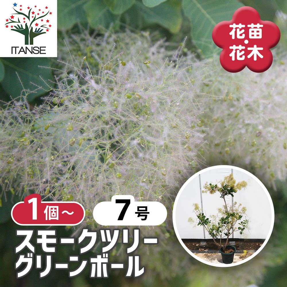 スモークツリー グリーンボール 【花木苗 7号／1個売り