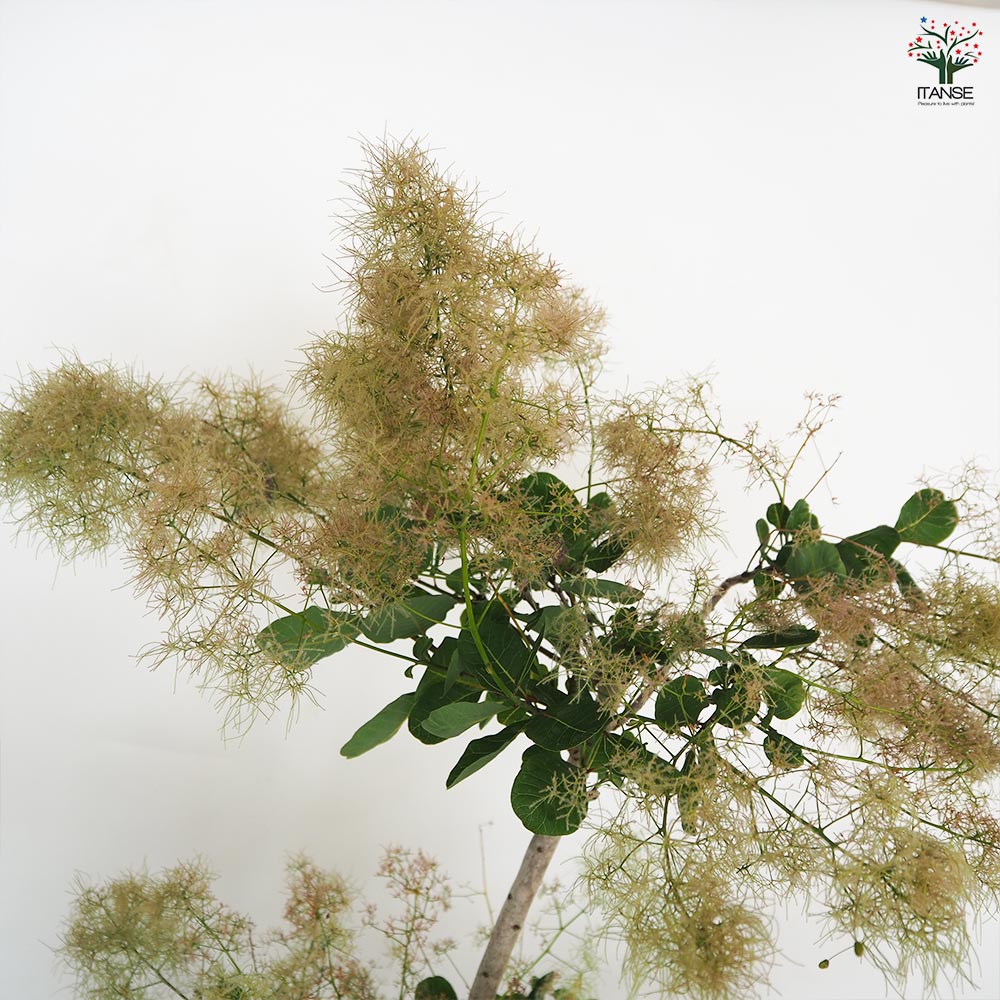 スモークツリー グリーンボール 【花木苗 7号／1個売り】｜ 【植物の