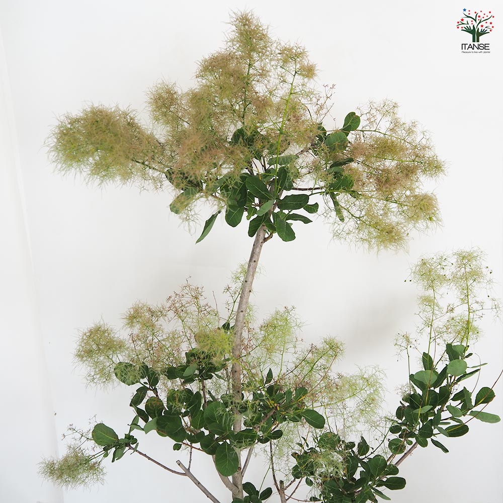 スモークツリー グリーンボール 【花木苗 7号／1個売り