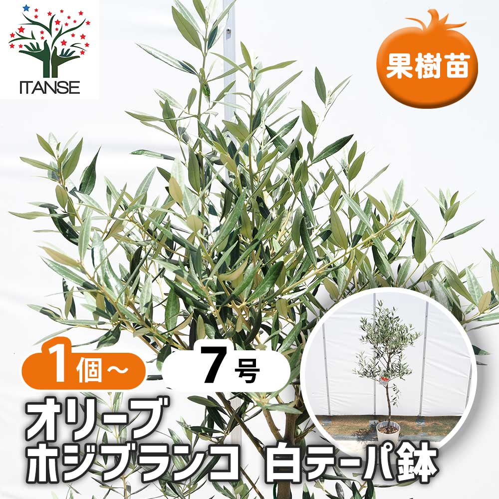 オリーブ ホジブランコ 白テーパ鉢 【果樹の苗木 7号／1個売り