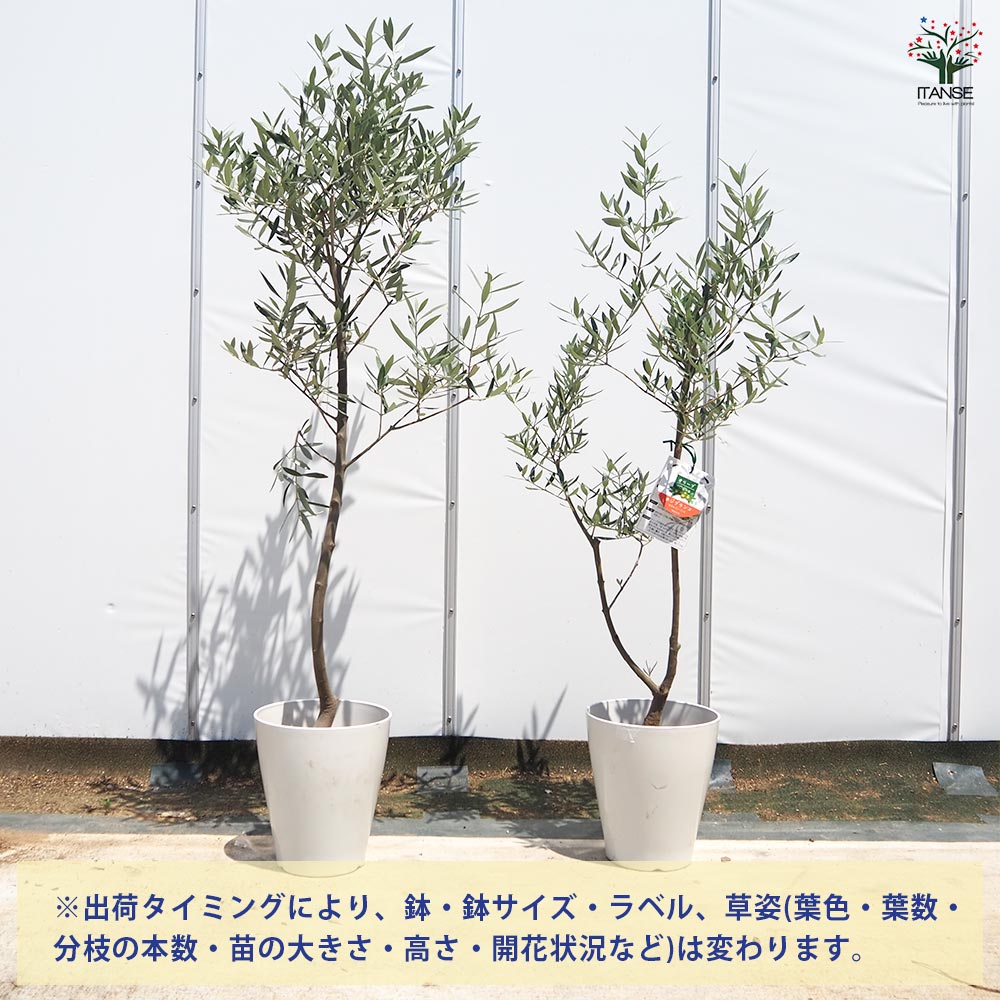 オリーブの木(7) ホジブランコ　別名オヒブランカ 楽天市場】【現品発送】オリーブの木 オヒブランカ