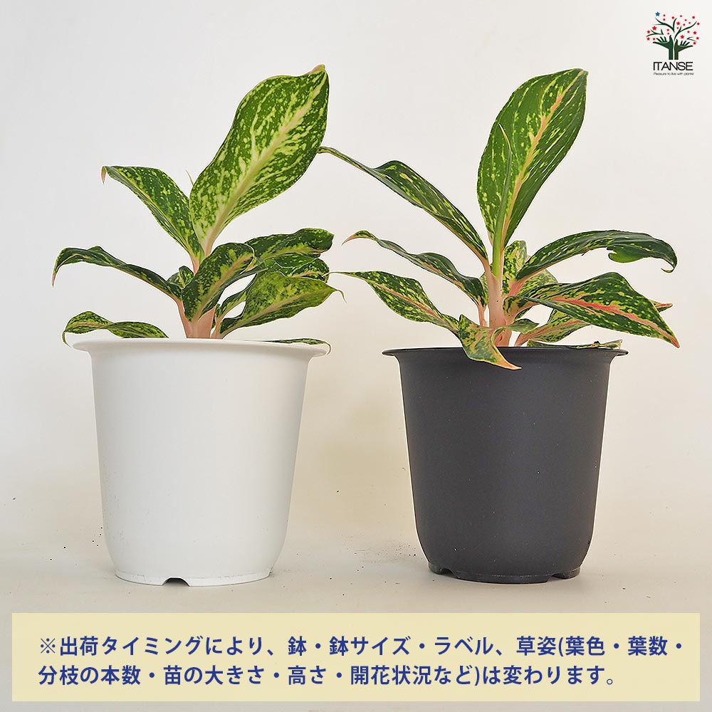 アグラオネマ ピンクバタフライ(斑入り) 【観葉植物 4号】｜ 【植物の