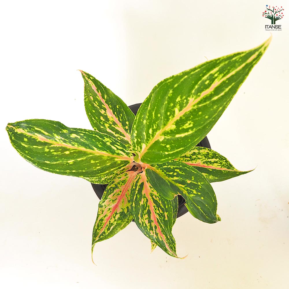 斑入り　アグラオネマ　苗　観葉植物 斑入り アグラオネマ 苗 観葉植物 【公式通販】