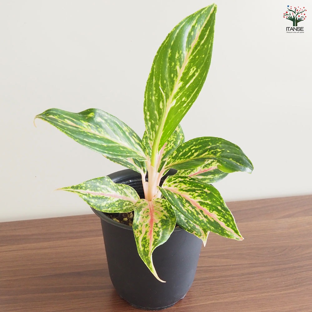 【アグラオネマ ビクトリー】 美斑入り レア 鉢ごと発送します アグラオネマ・ビクトリー - Collection : コレクション - NEO