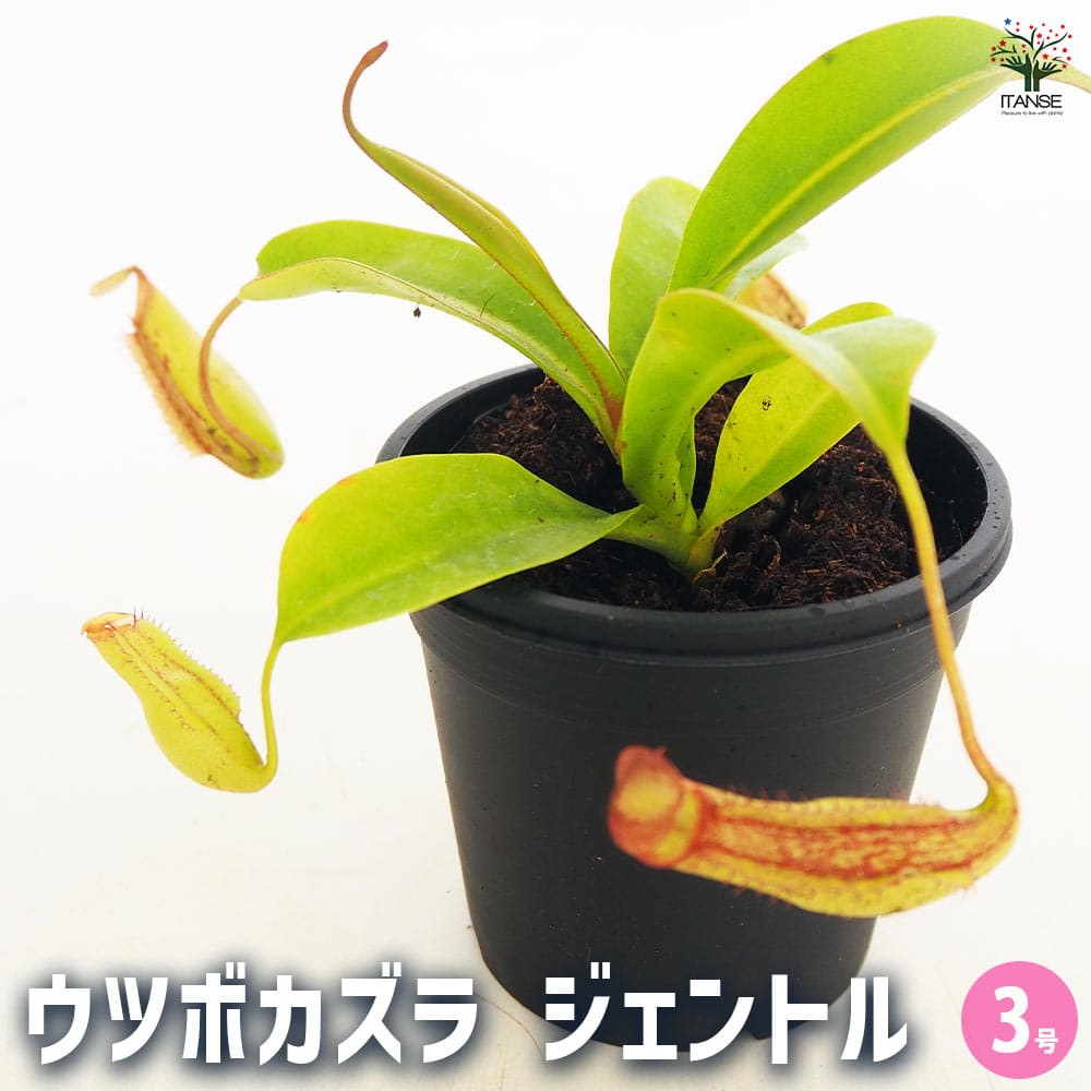 食虫植物 ウツボカズラ ジェントル 【観葉植物 3号／1個売り】