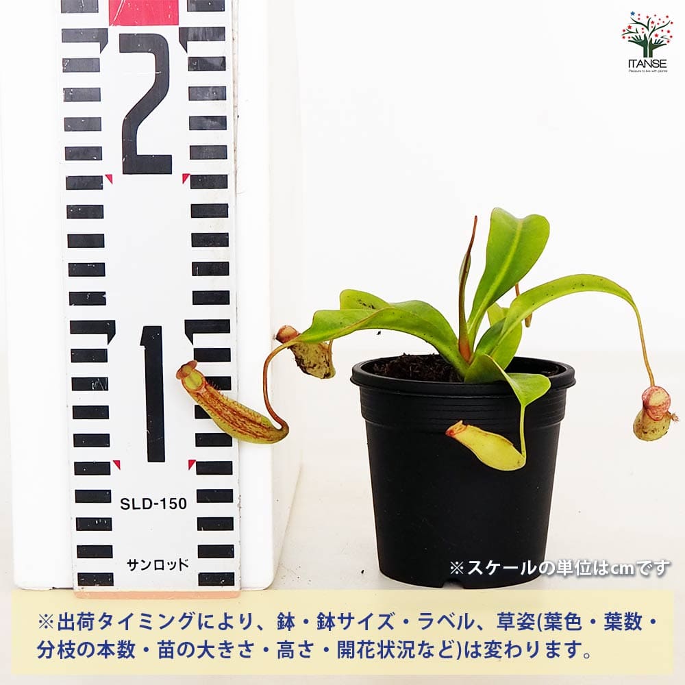 食虫植物 ウツボカズラ ジェントル 【観葉植物 3号／1個売り】