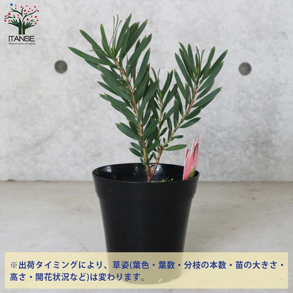 リューカデンドロン・インカゴールド【庭木 5号ポット／1個売り