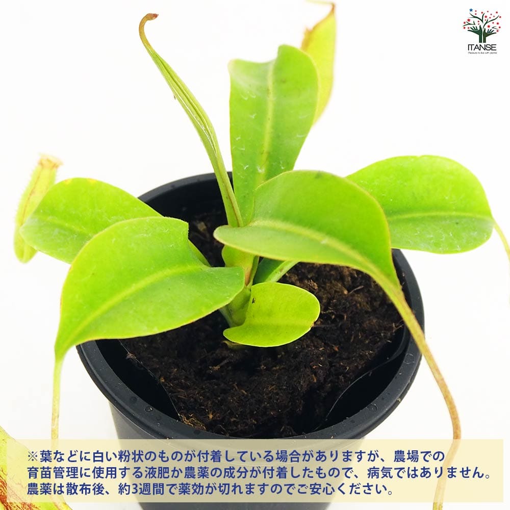 食虫植物 ウツボカズラ ジェントル 【観葉植物 3号／1個売り】