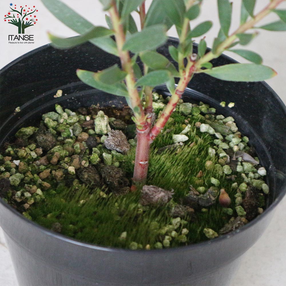 リューカデンドロン・インカゴールド【庭木 5号ポット／1個売り