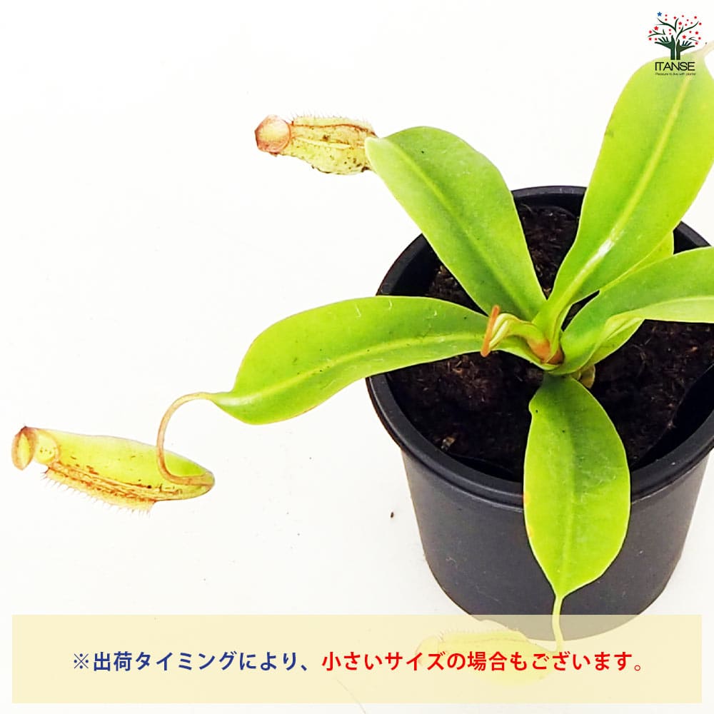 食虫植物 ウツボカズラ ジェントル 【観葉植物 3号／1個売り】