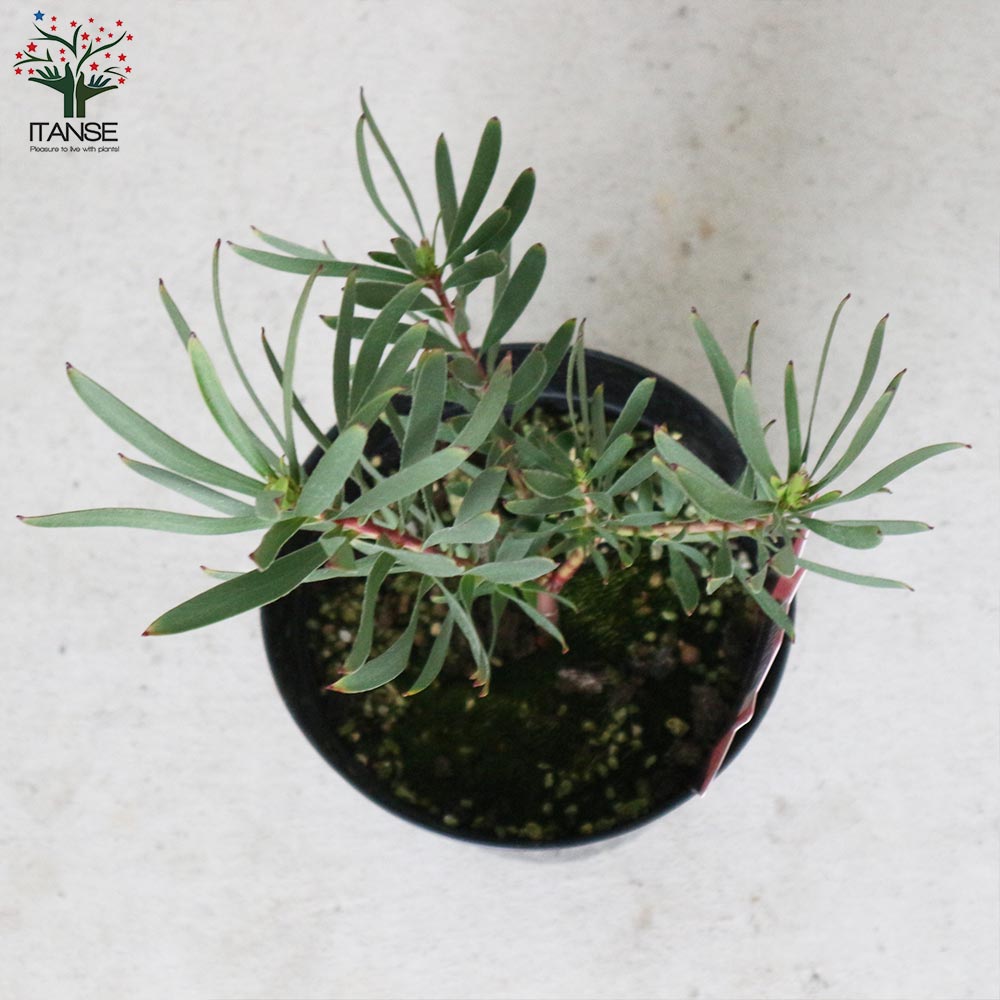 リューカデンドロン・インカゴールド【庭木 5号ポット／1個売り