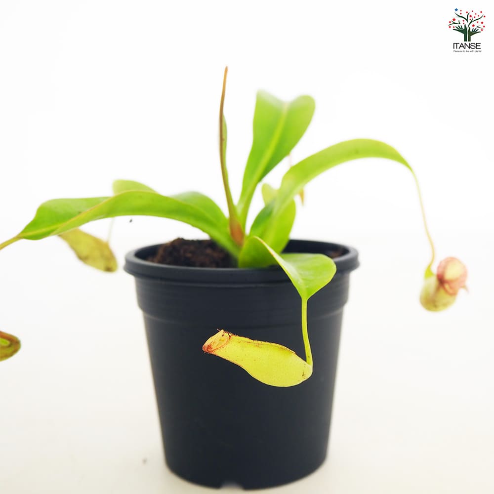 食虫植物 ウツボカズラ ジェントル 【観葉植物 3号／1個売り】