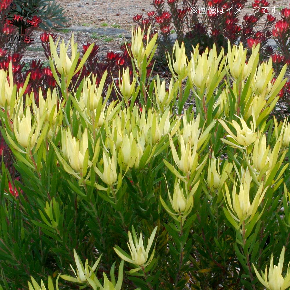 リューカデンドロン・インカゴールド【庭木 5号ポット／1個売り