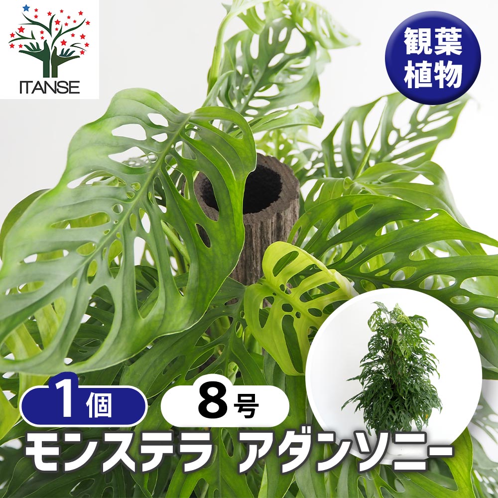 希少品種❗モンステラ　アダンソニー8号鉢良品株❗綺麗です。 モンステラ アダンソニー 【観葉植物 8号／1個売り】｜ 【植物の