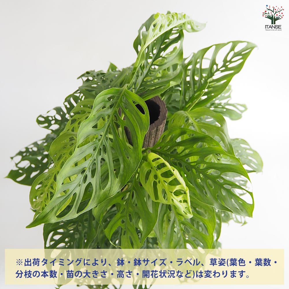 モンステラ アダンソニー 【観葉植物 8号／1個売り】｜ 【植物の