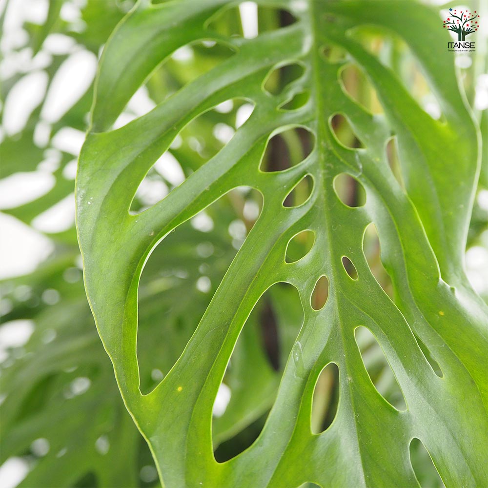 モンステラ アダンソニー 【観葉植物 8号／1個売り】｜ 【植物の