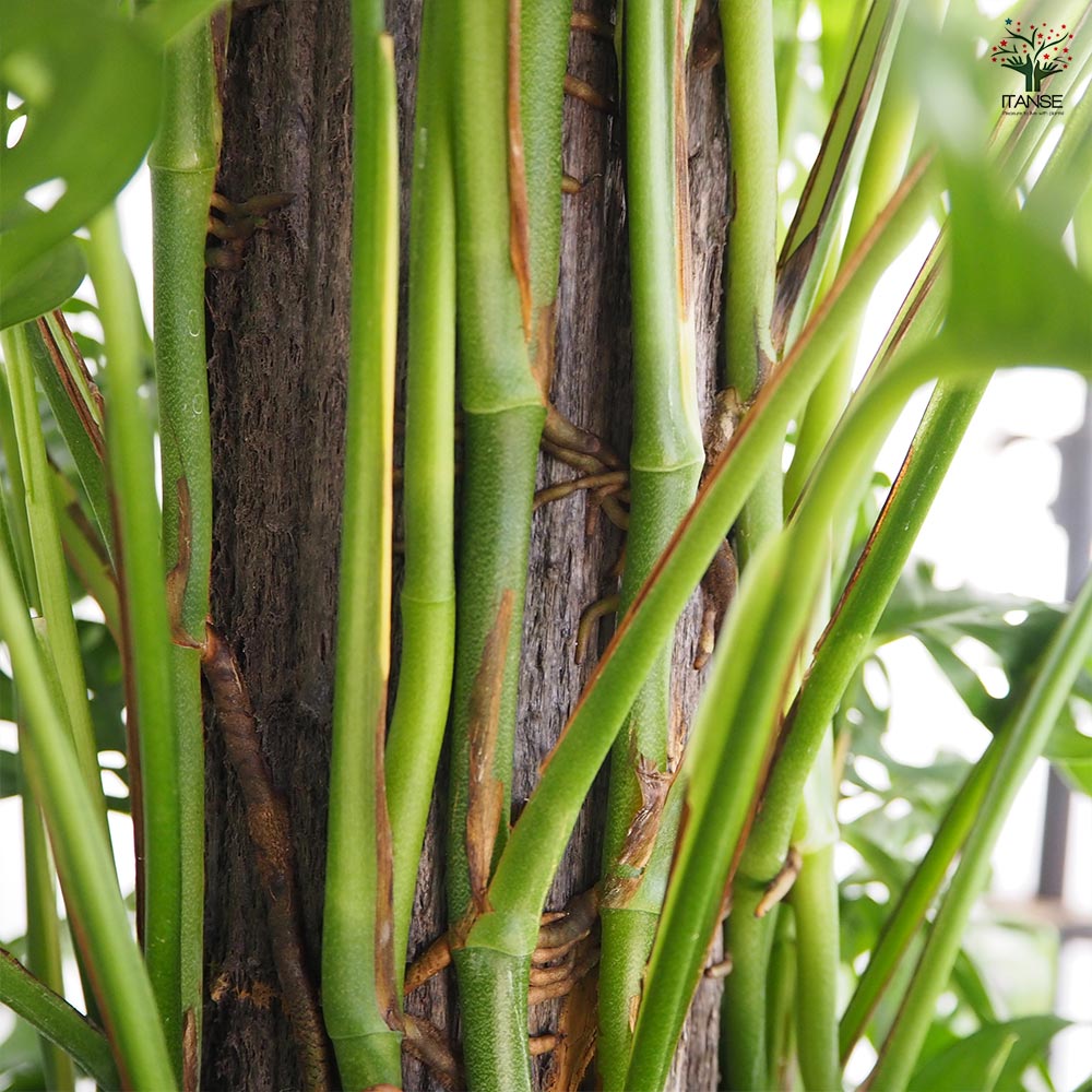 モンステラ アダンソニー 【観葉植物 8号／1個売り】｜ 【植物の
