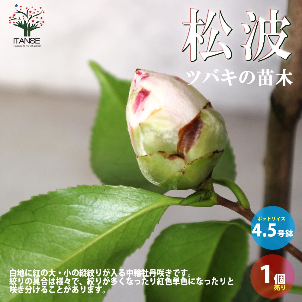 椿(ツバキ)の苗木 品種：松波(マツナミ)【庭木 4.5号鉢／1個売り】