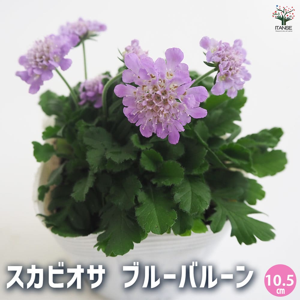 スカビオサ ブルーバルーン 【花苗 3.5号】｜ 【植物のITANSE