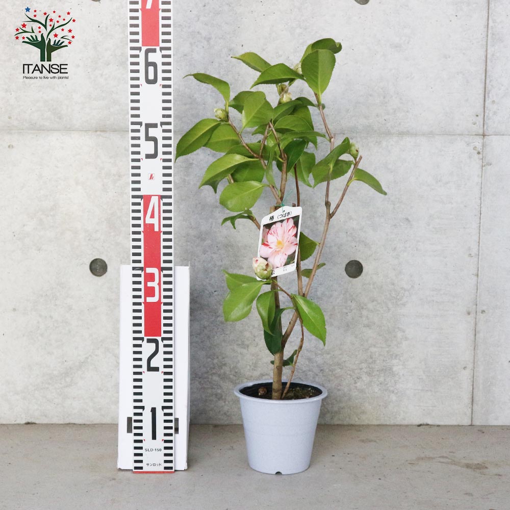 椿(ツバキ)の苗木 品種：松波(マツナミ)【庭木 4.5号鉢／1個売り】