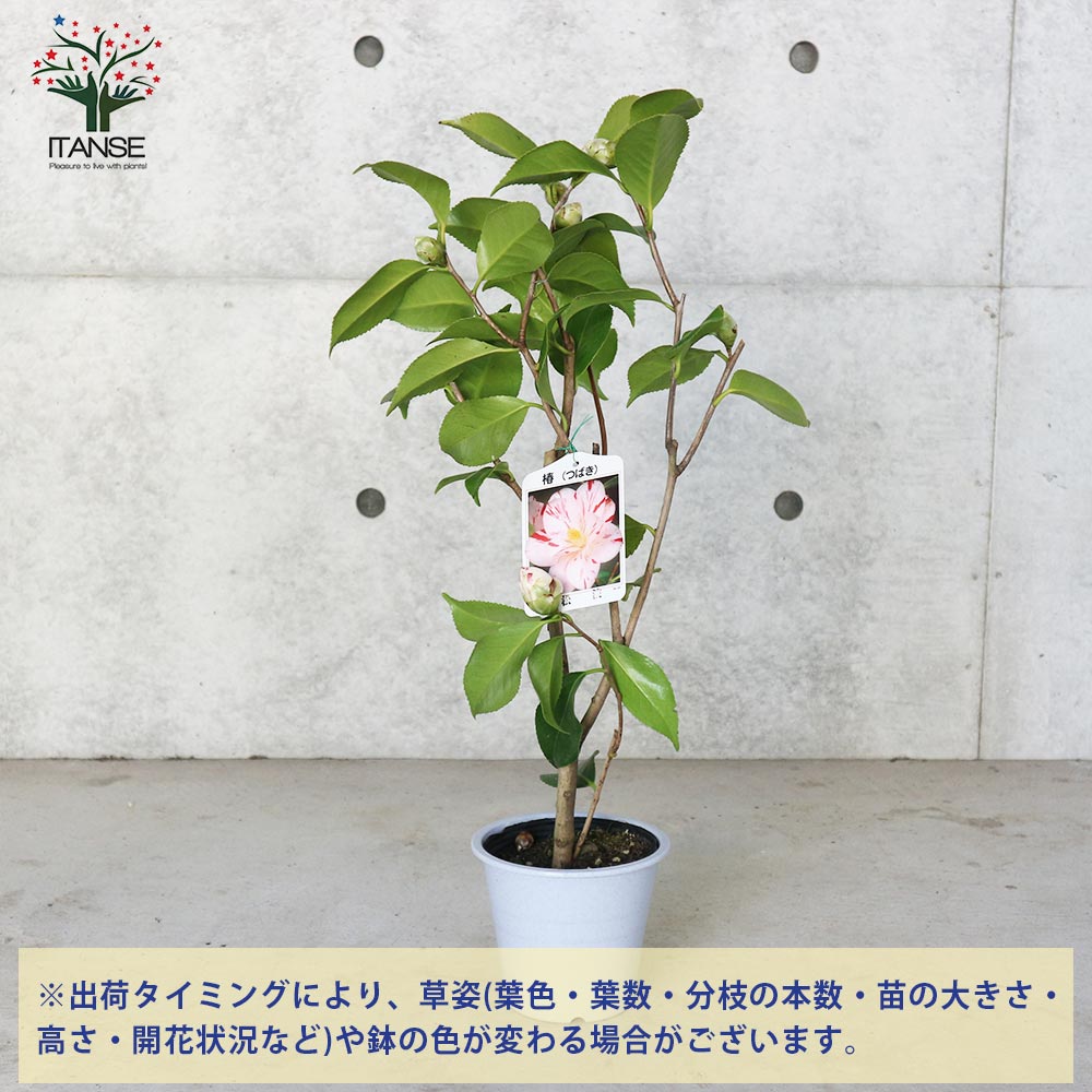 獅子王 ししおう 椿 95cm苗