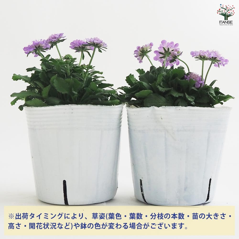 スカビオサ ブルーバルーン 【花苗 3.5号】｜ 【植物のITANSE